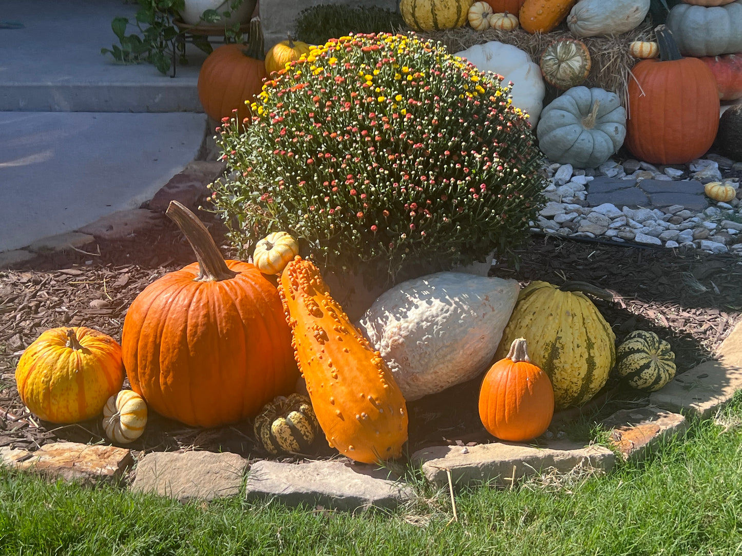 Mums -Fall Porch Flowers Delivered in DFW