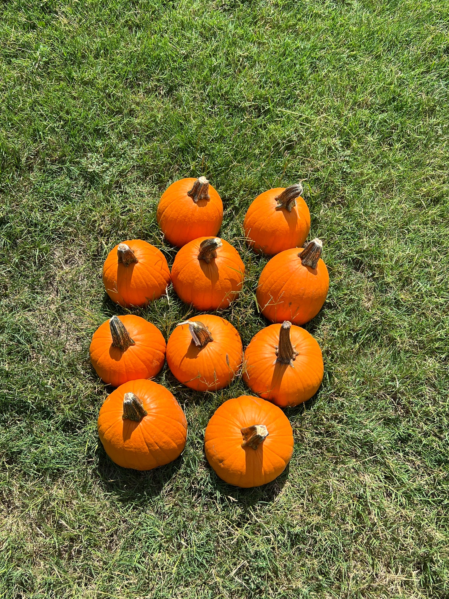 Pie Pumpkins