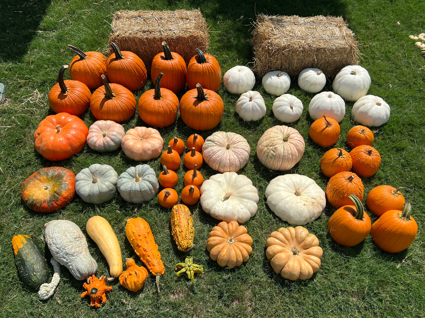 #2 The Pumpkin Lovers Package