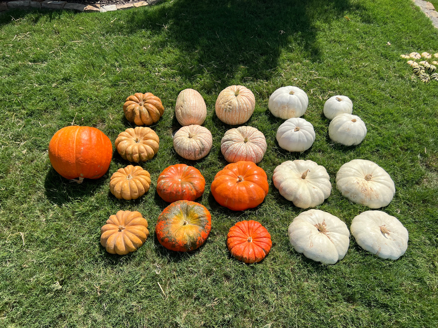 #3 The Specialty Pumpkin Package