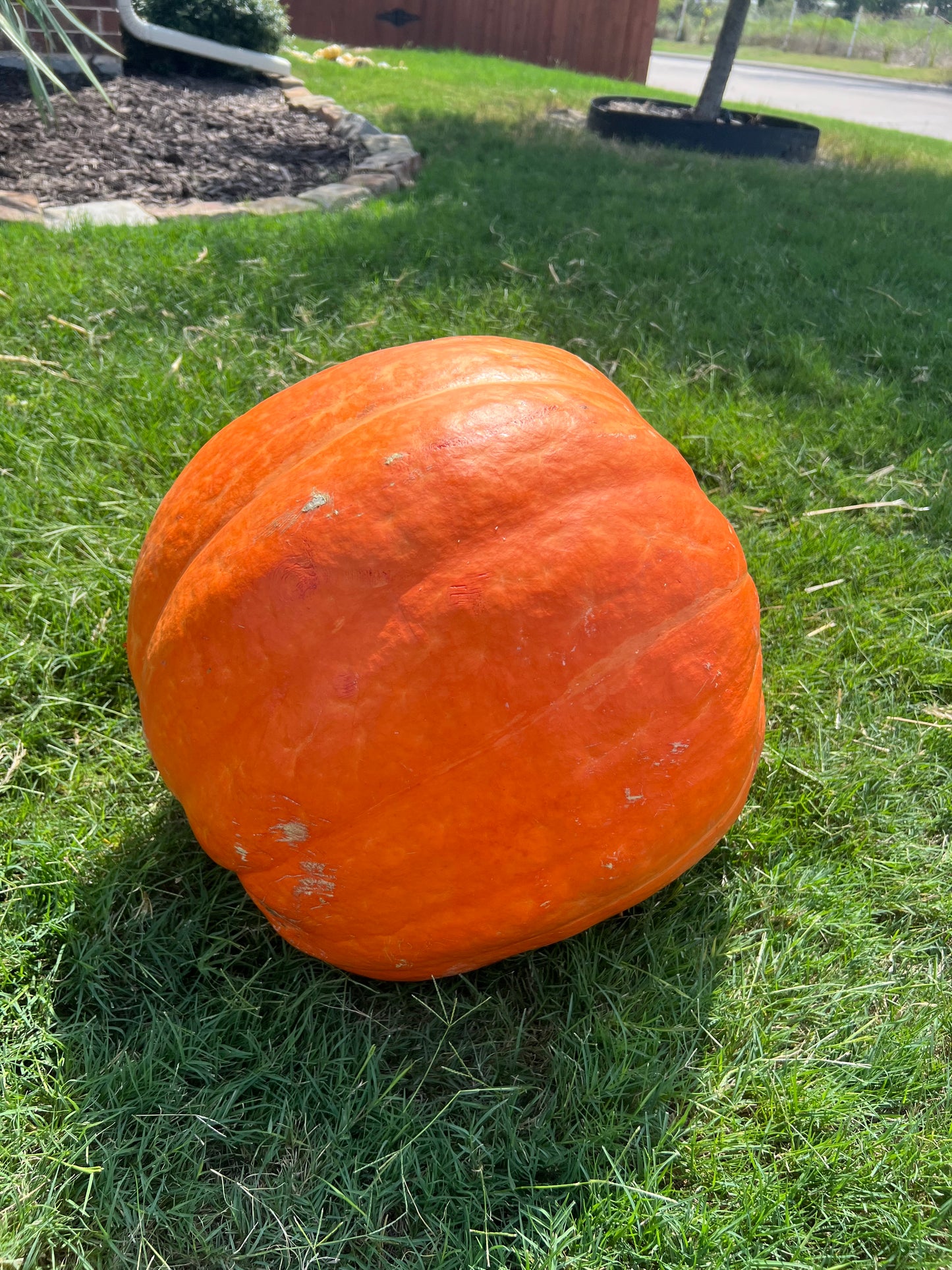 Big Max Pumpkin