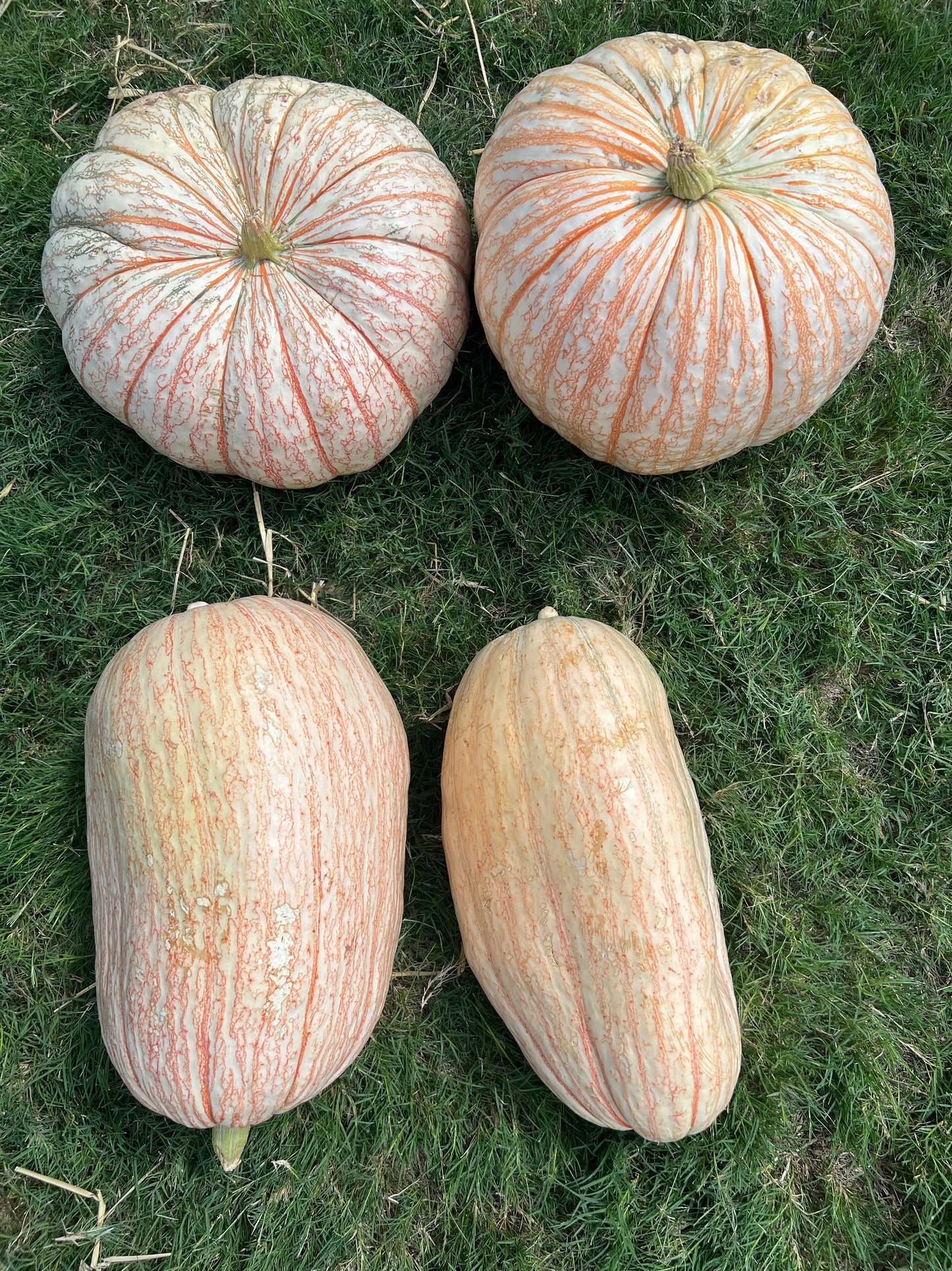 Never One Too Many Pumpkin