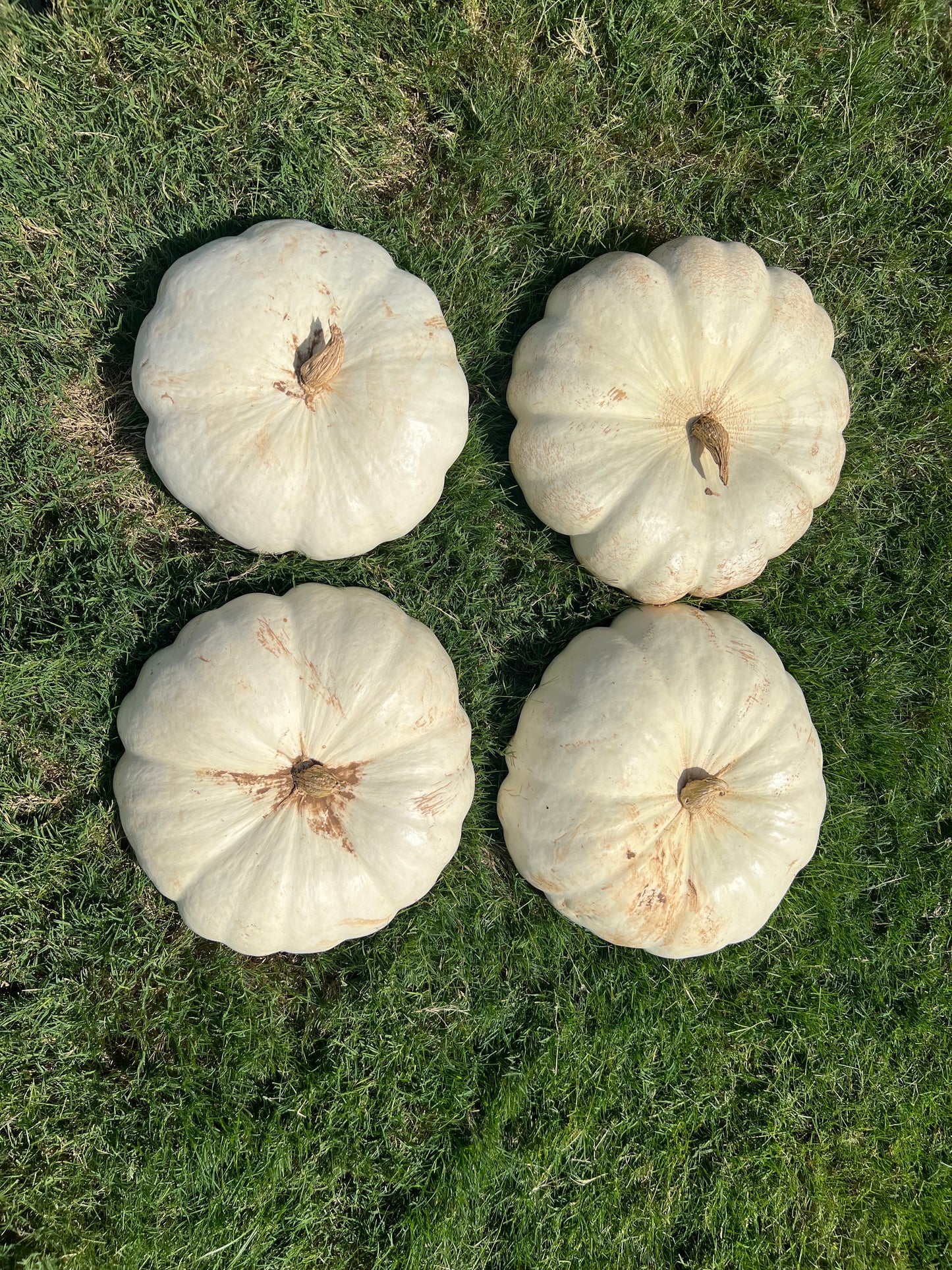 Enchanted Pumpkins