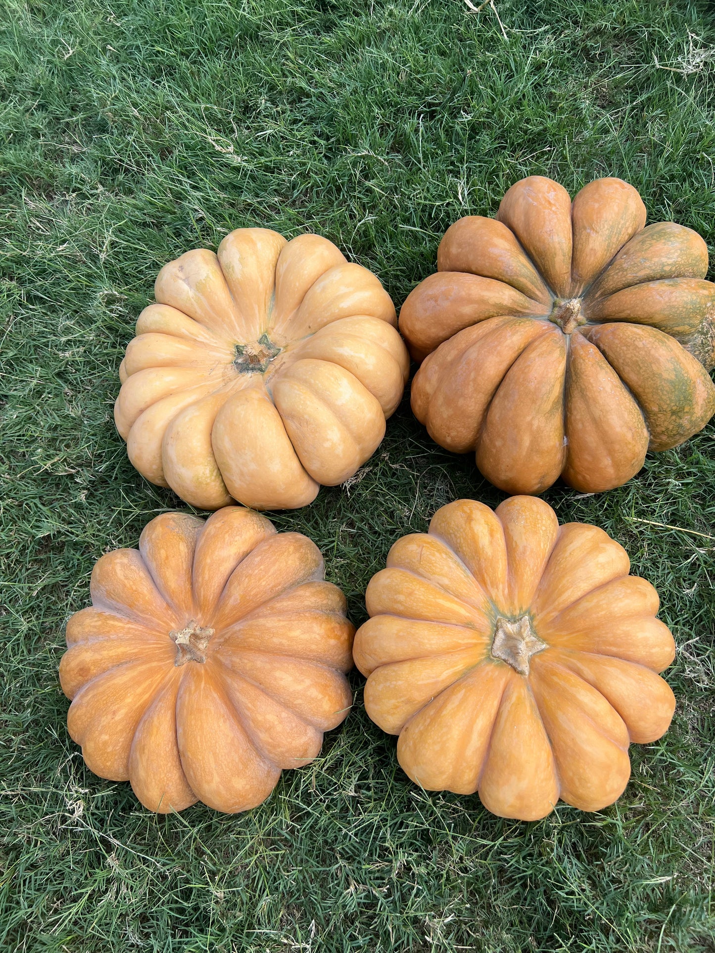 Fairy Tale Pumpkins – Decorative Porch Pumpkins Delivered in Dallas–Fort Worth