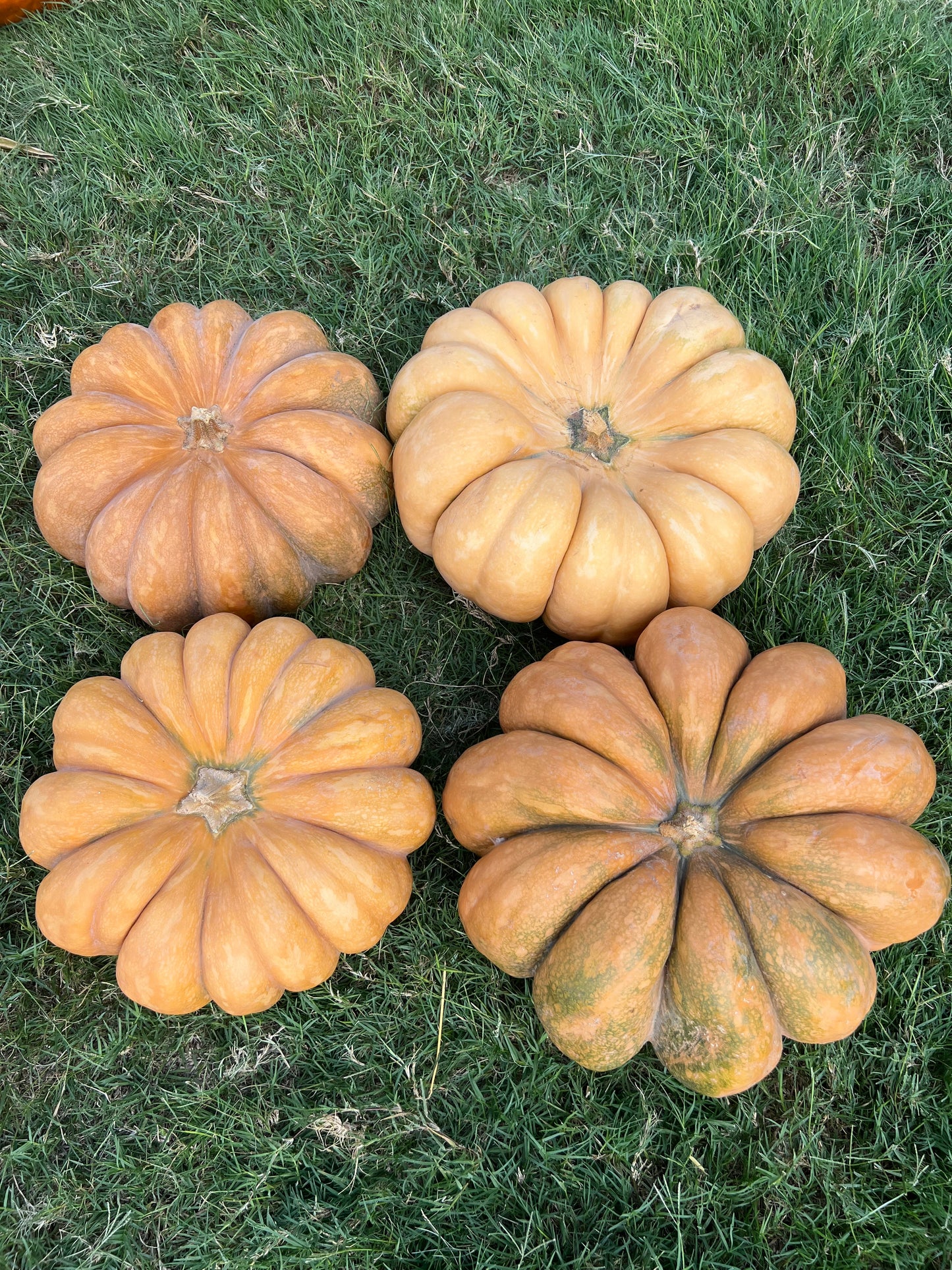 Fairy Tale Pumpkin