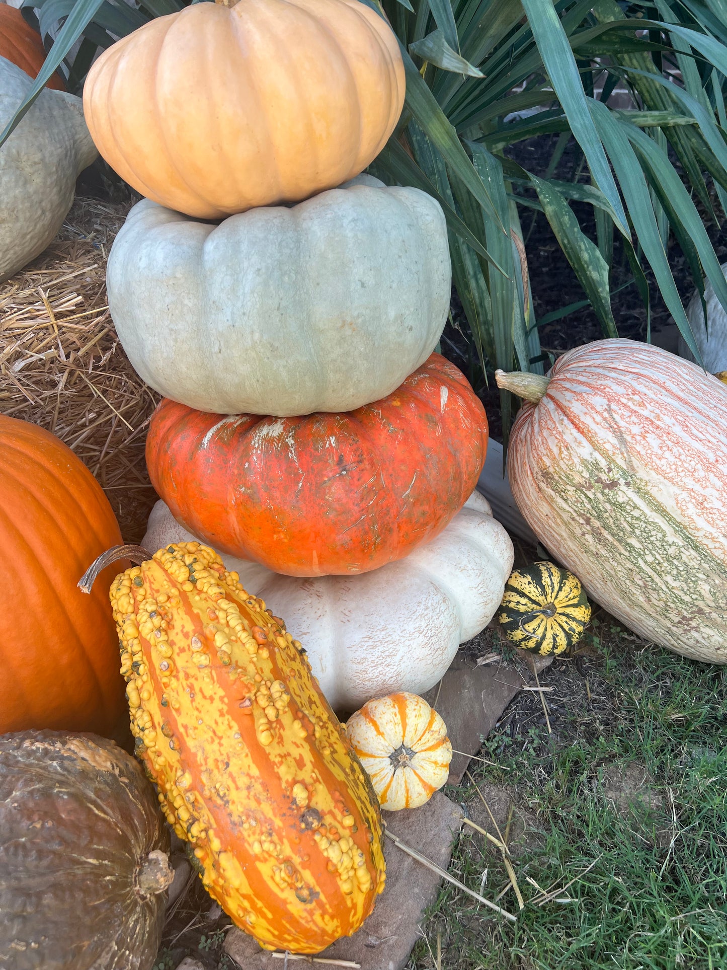 Assorted Gourds & Mini Pumpkins – Rustic Fall Accent