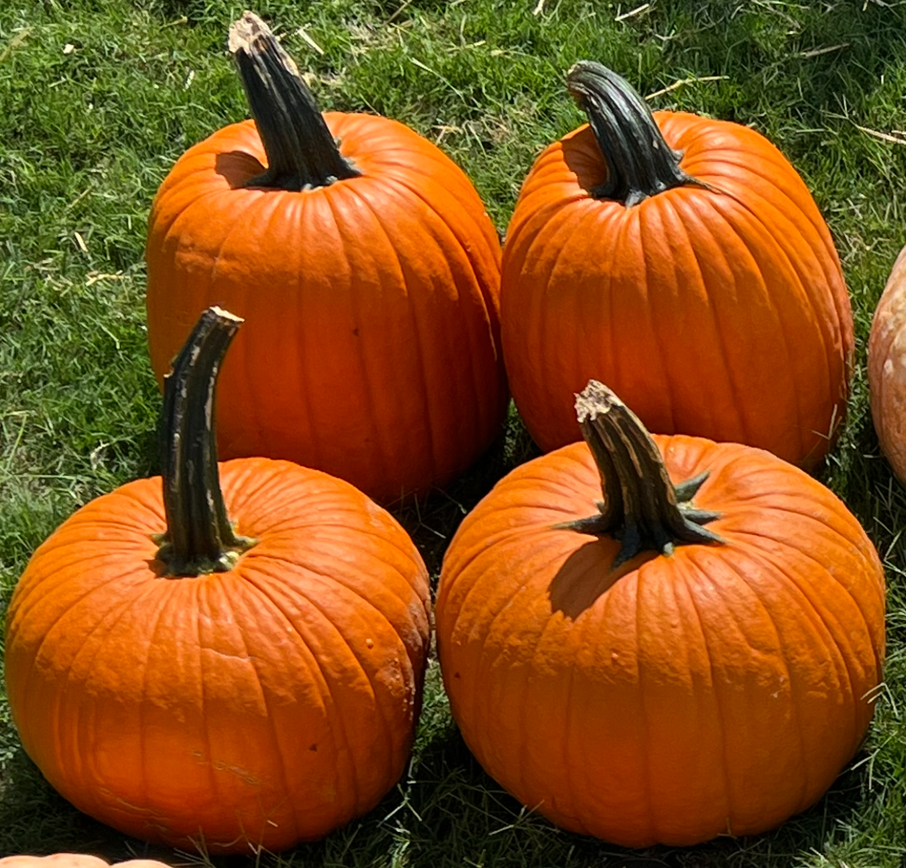 Traditional Jack: Large