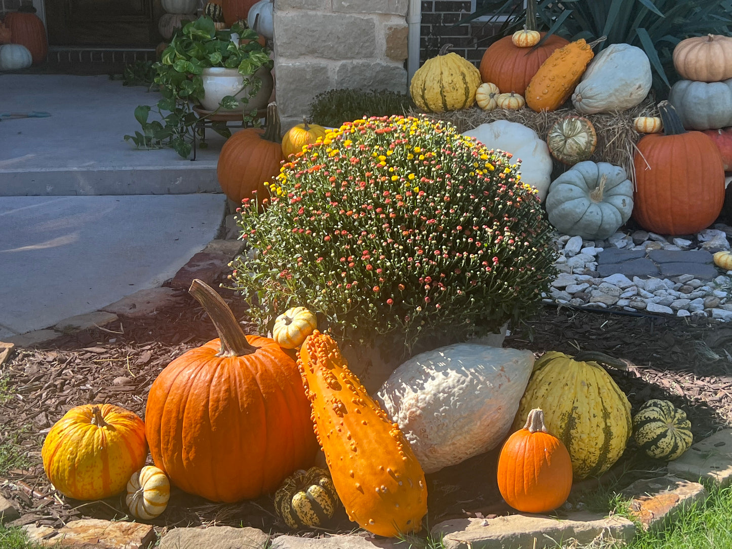 Mums -Fall Porch Flowers Delivered in DFW