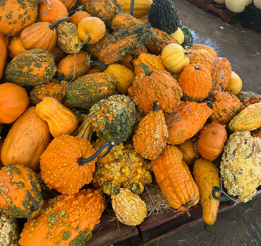 Assortment Gourds and Mini Pumpkins