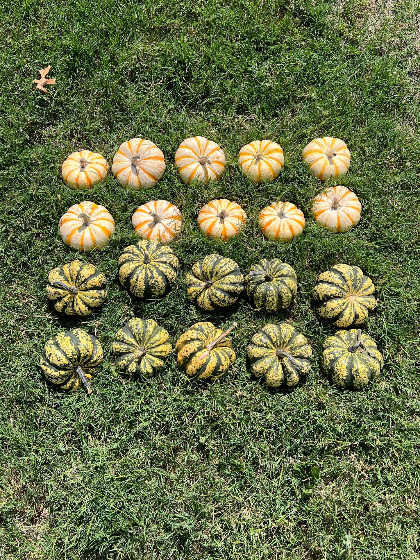 Assorted Gourds & Mini Pumpkins – Rustic Fall Accent