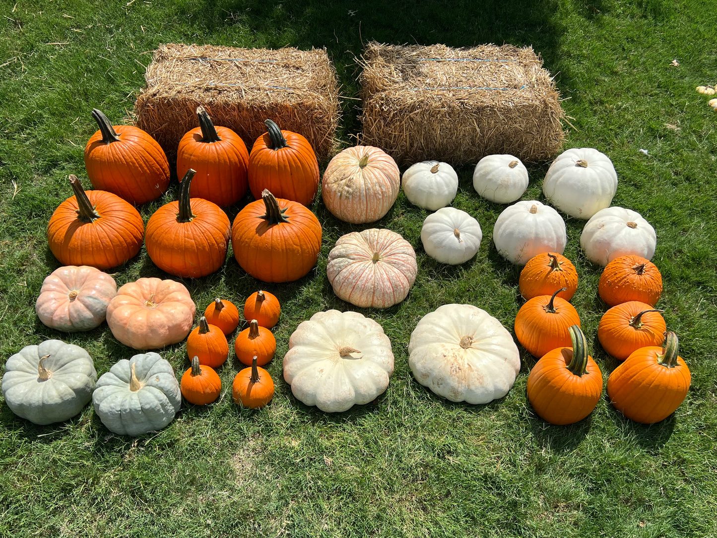 #4 Porch Pumpkin Package