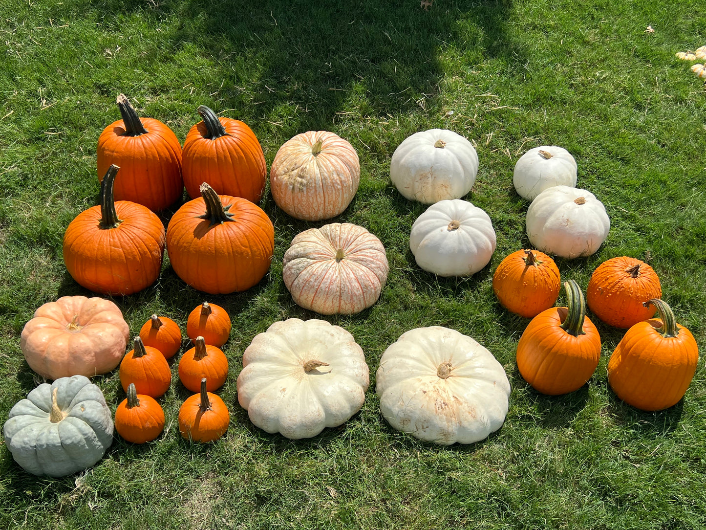 #5 Small Porch Pumpkin Package