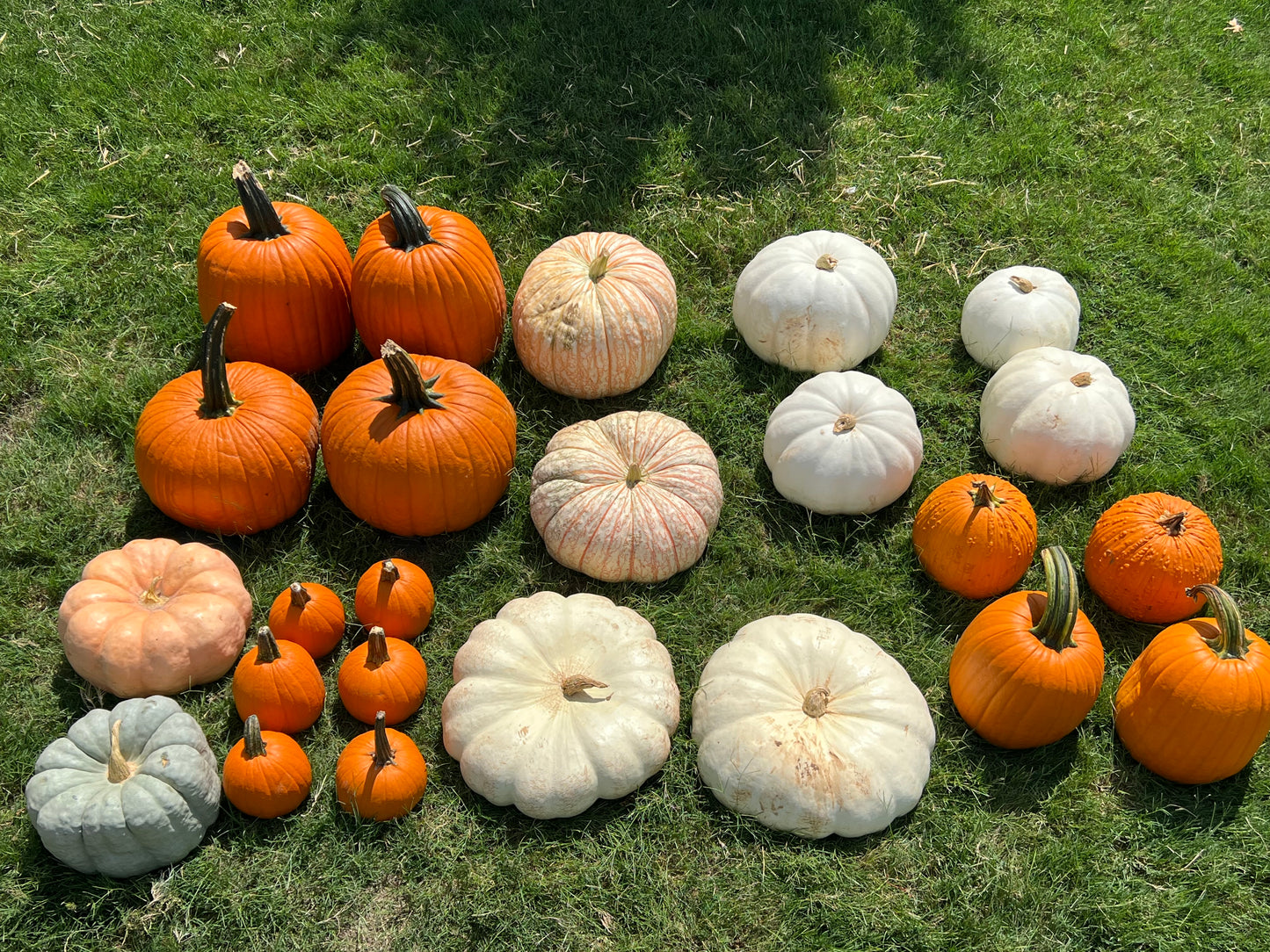 #5 Small Porch Pumpkin Package