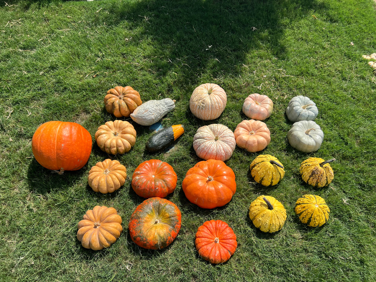 #3 The Specialty Pumpkin Package