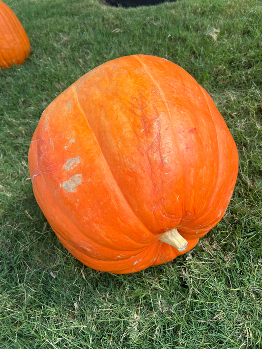 Big Max Pumpkin
