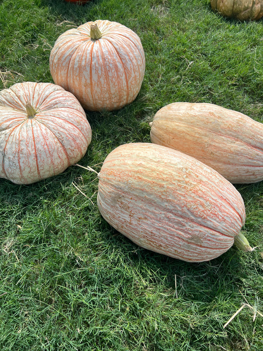 Never One Too Many Pumpkin