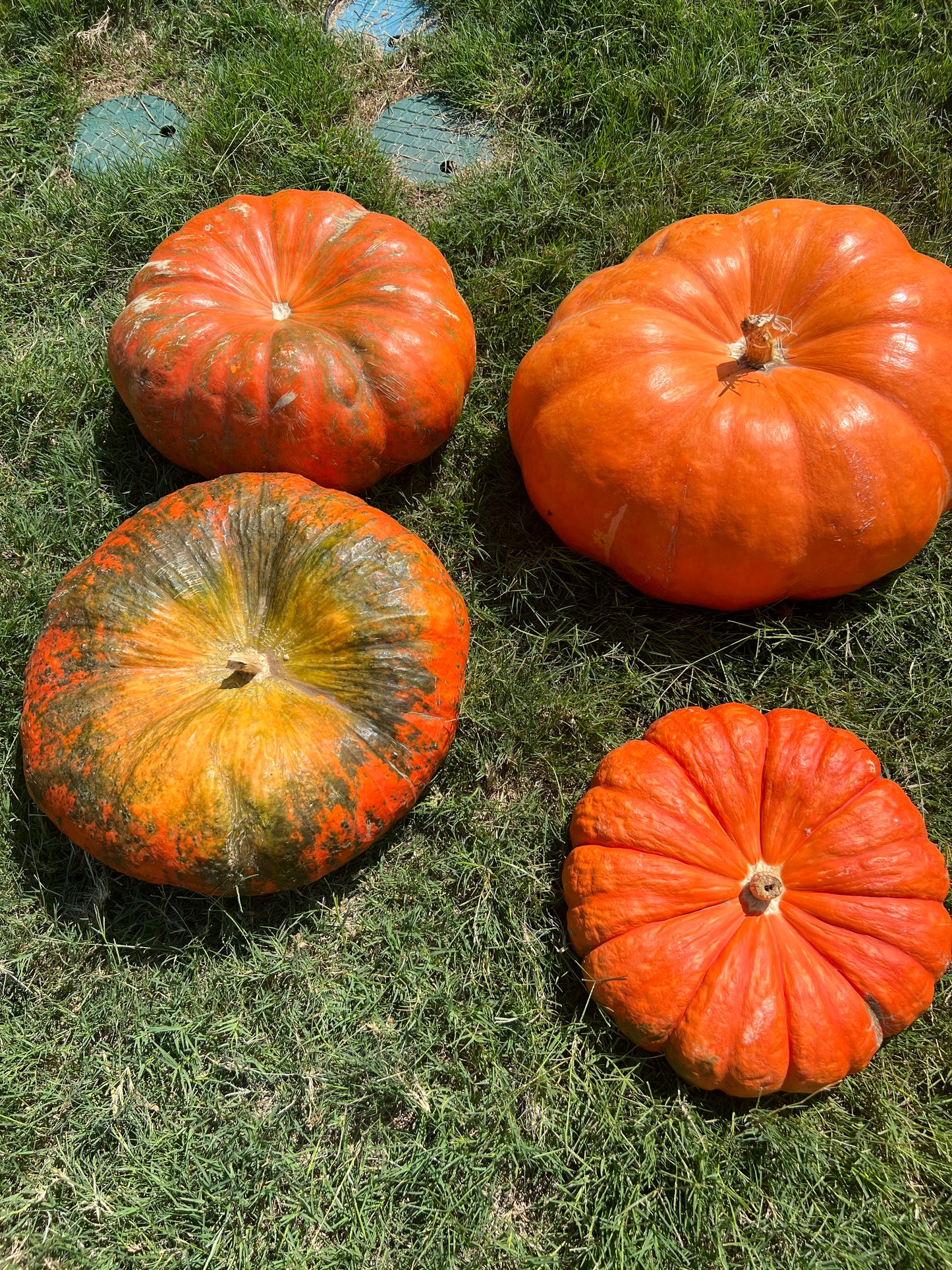 Cinderella Pumpkin