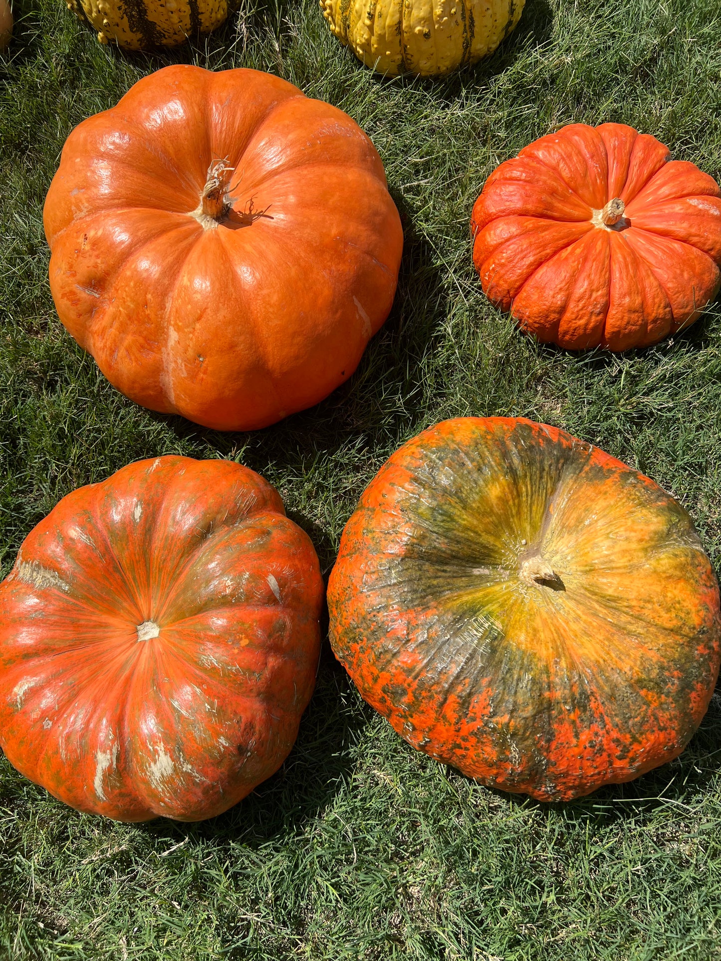 Cinderella Pumpkin