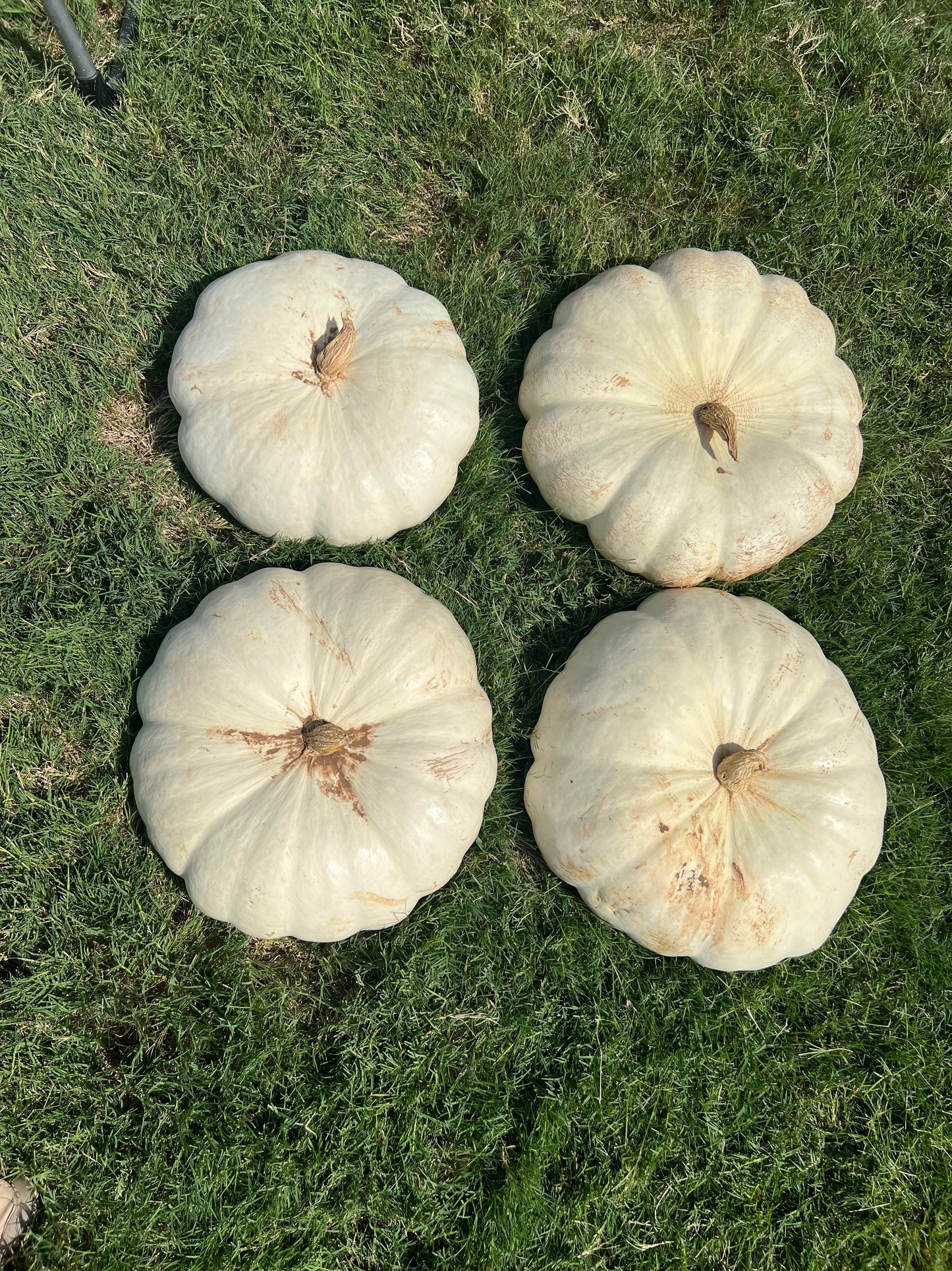 Enchanted Pumpkin