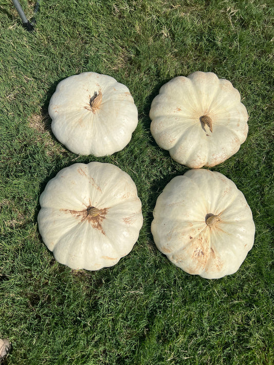 Enchanted Pumpkin