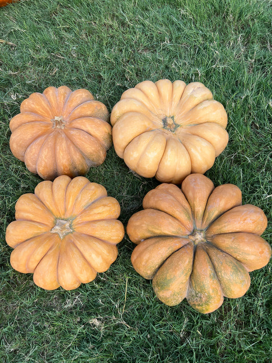 Fairy Tale Pumpkin