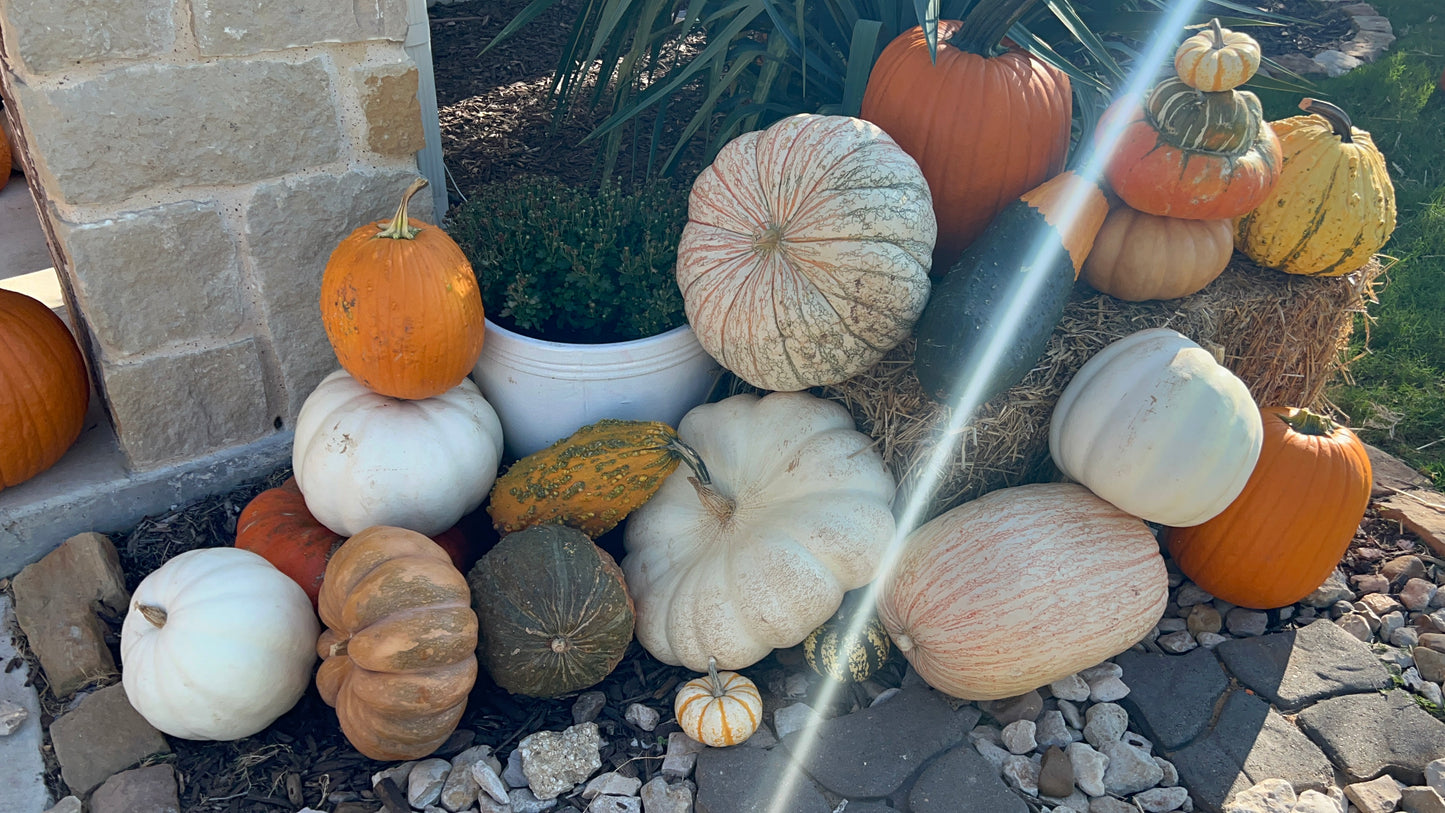 Assorted Gourds & Mini Pumpkins – Rustic Fall Accent