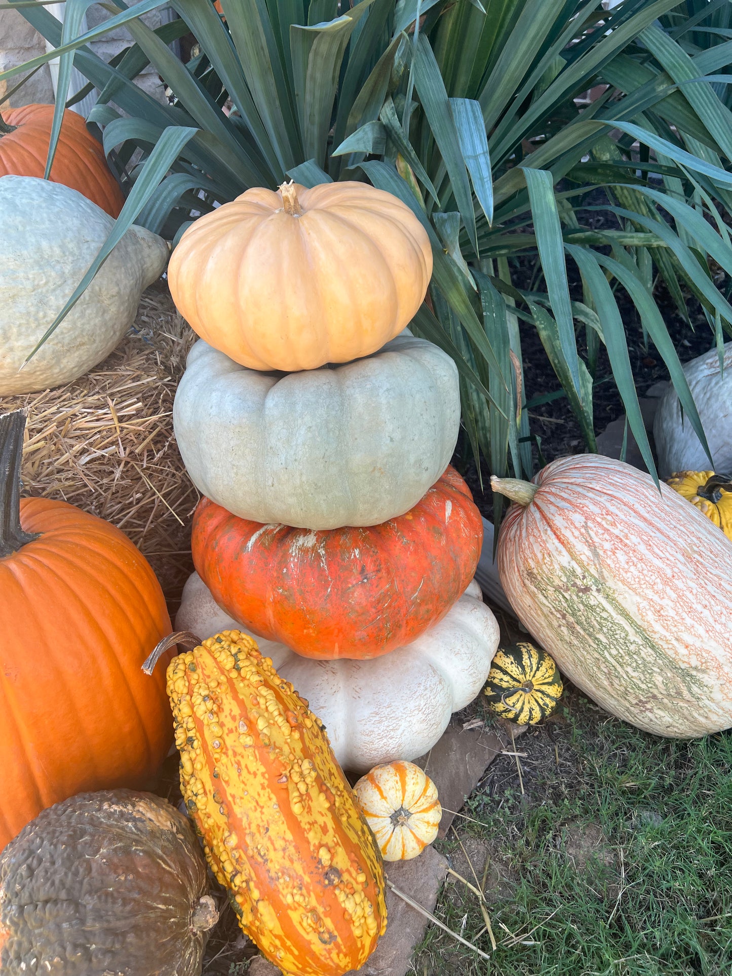 #3 The Specialty Pumpkin Package