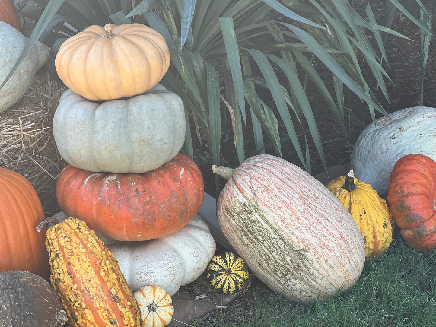#3 The Specialty Pumpkin Package