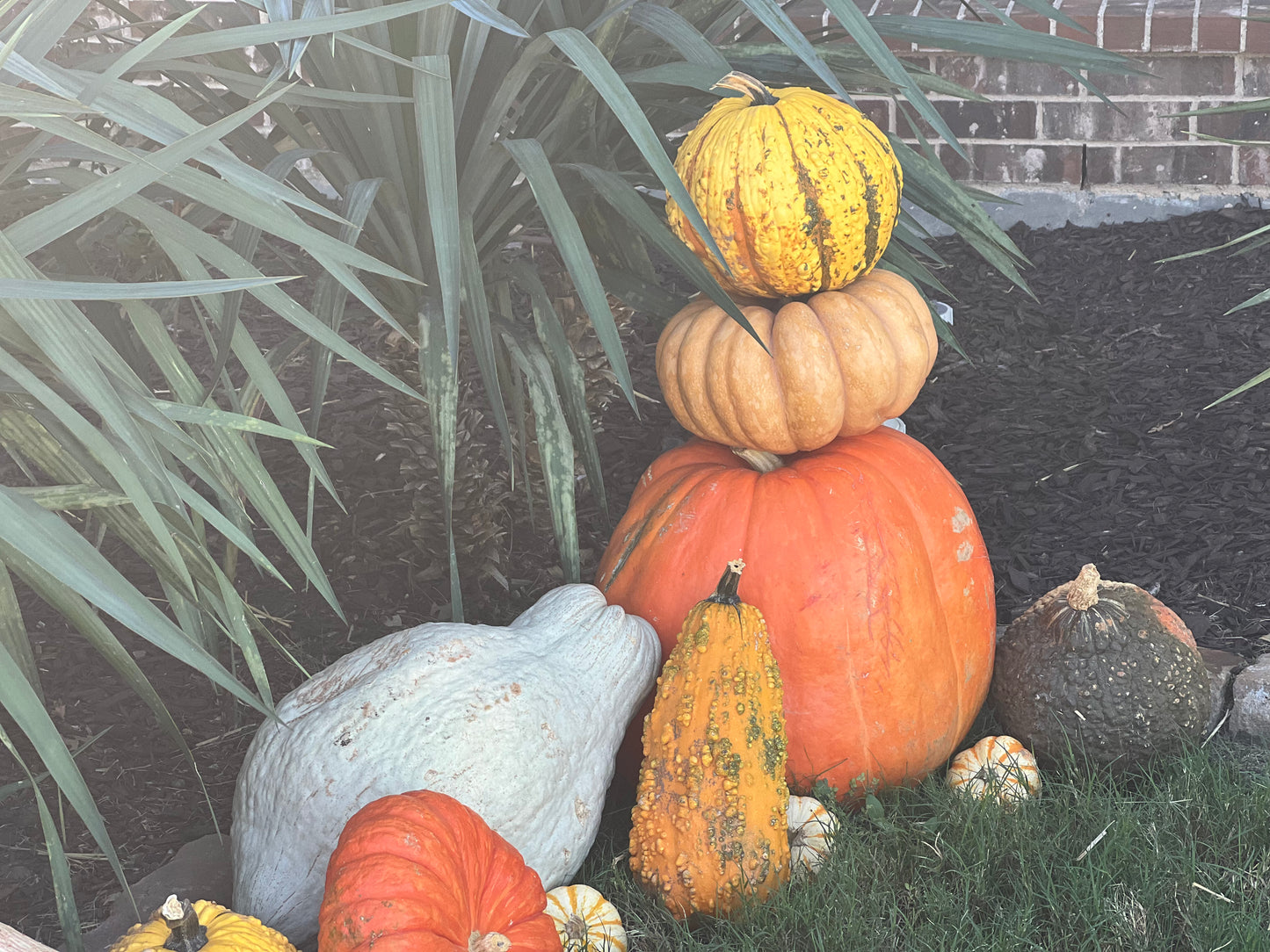 #3 The Specialty Pumpkin Package