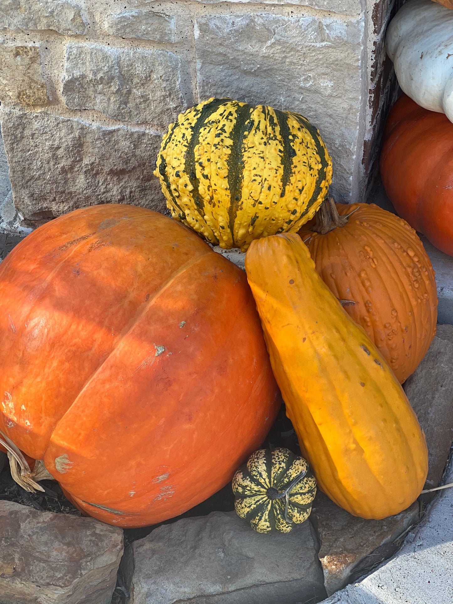 Assorted Gourds & Mini Pumpkins – Rustic Fall Accent