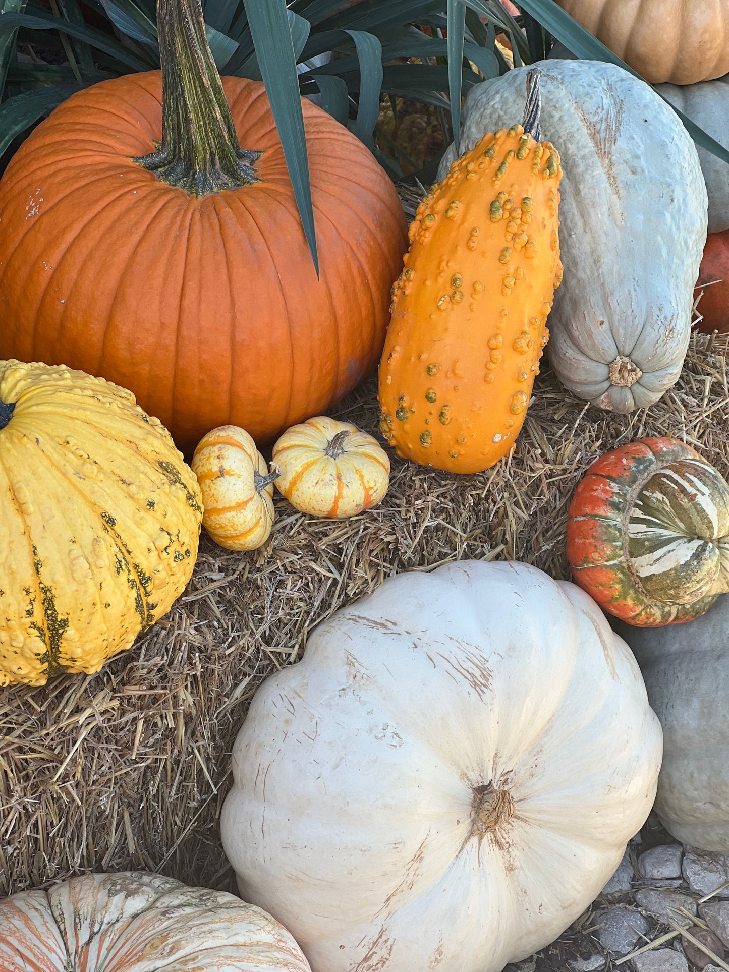 Design via The Pumpkin Guys