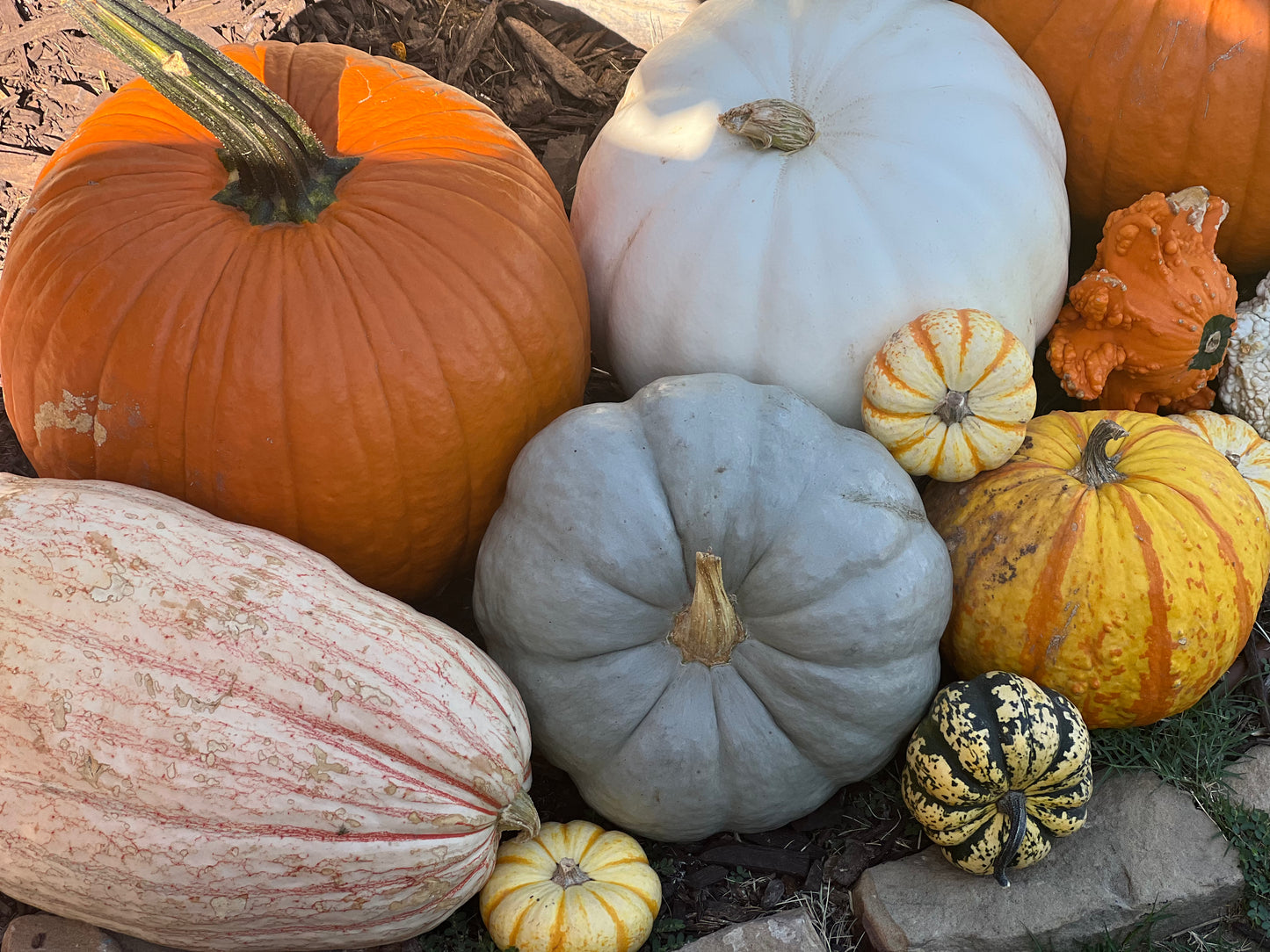 #3 The Specialty Pumpkin Package