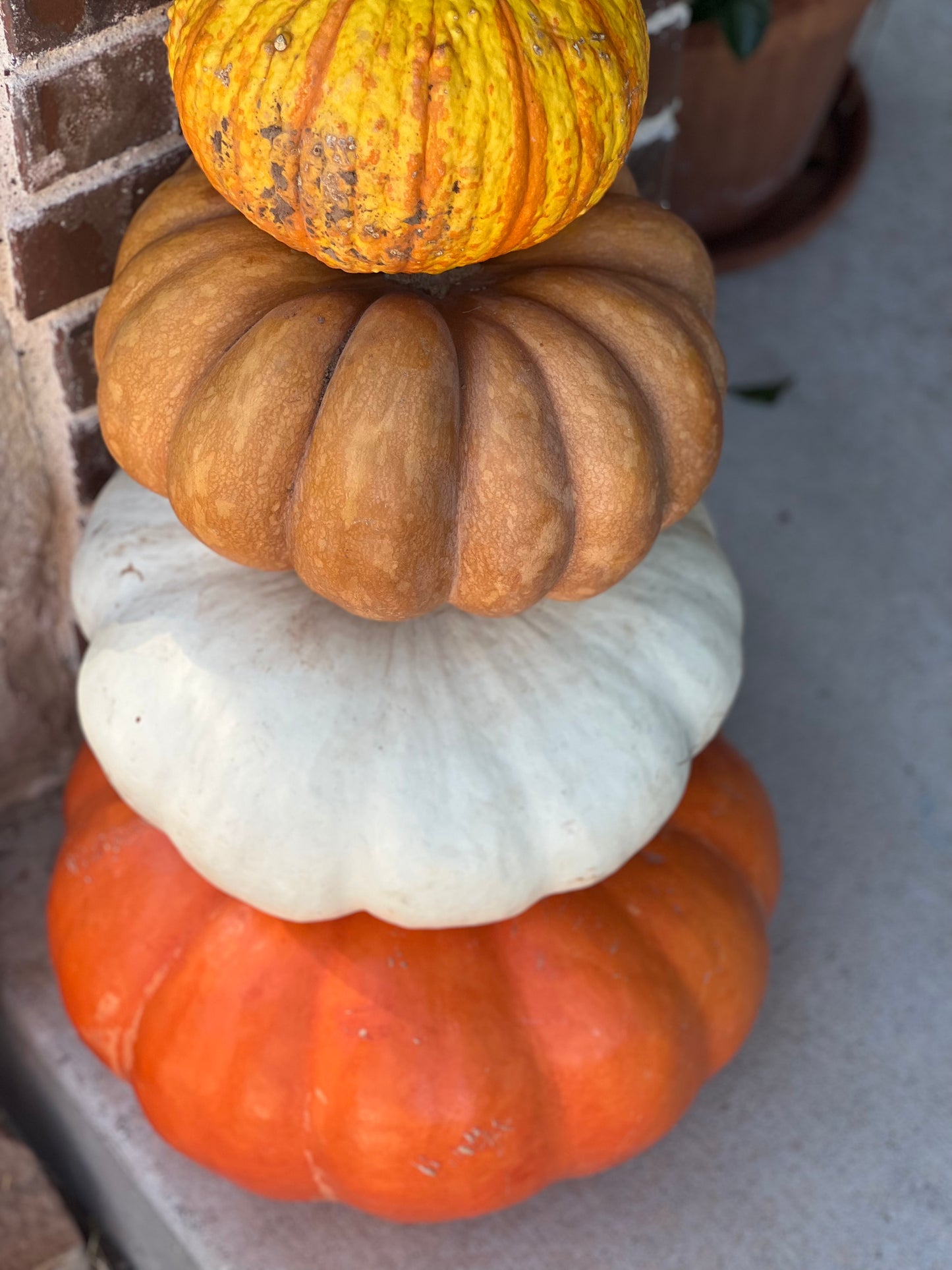 #3 The Specialty Pumpkin Package