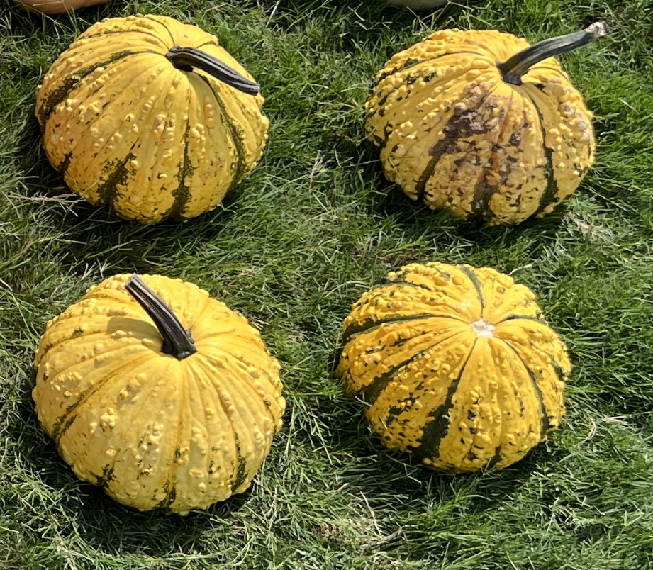 Assorted Gourds & Mini Pumpkins – Rustic Fall Accent