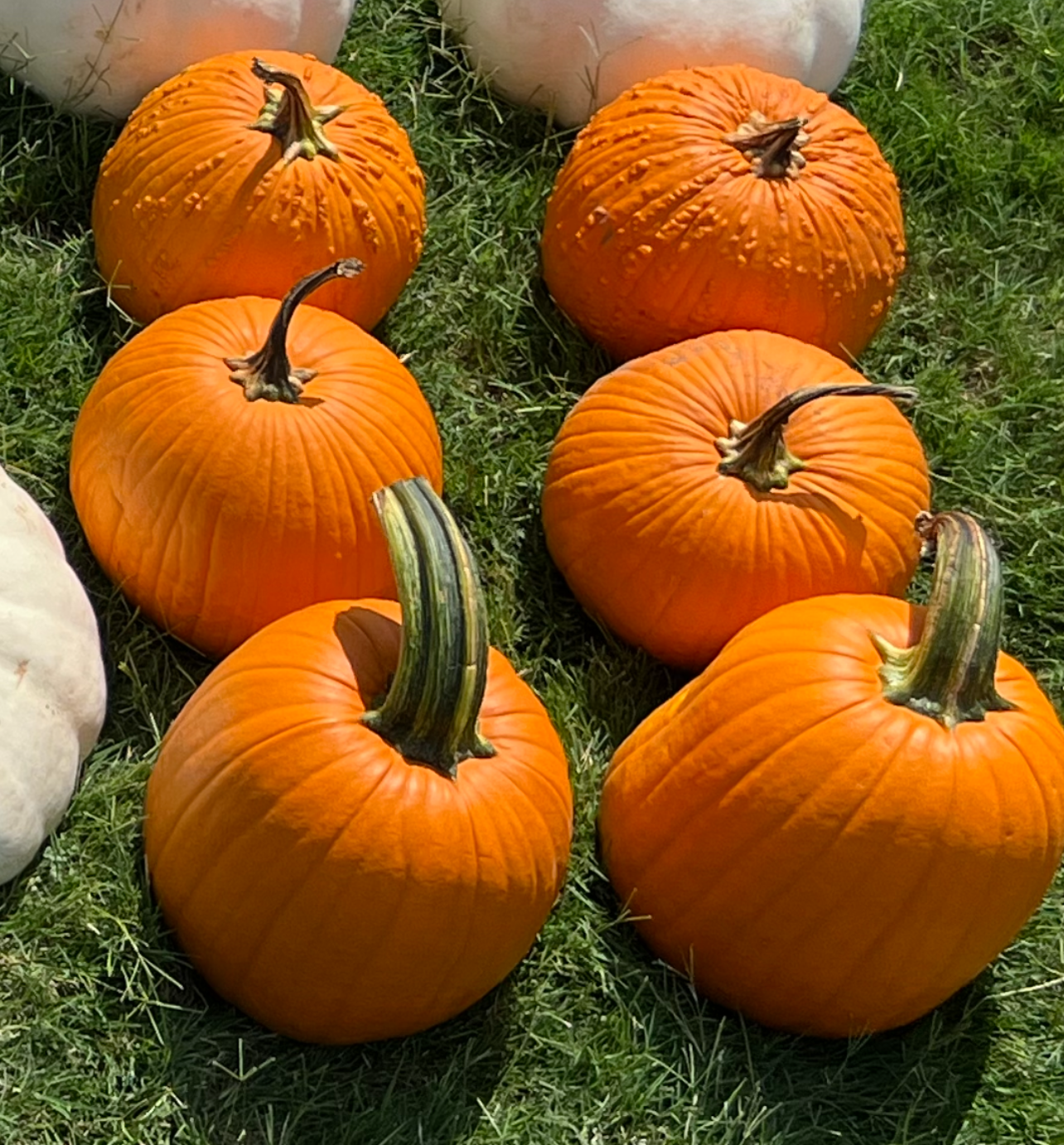 Six medium traditional jack-o'-lantern pumpkins, perfect for carving, Halloween decorations, and autumn porch displays, locally grown for freshness.
